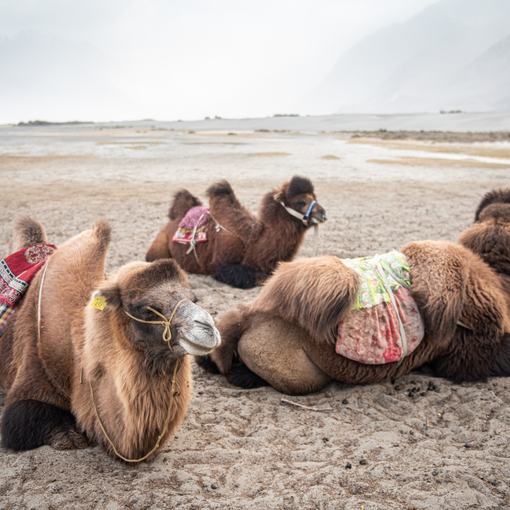 pahadi_bakra_fcustom_tours_ski_touring_india_alpinism_backpacking3