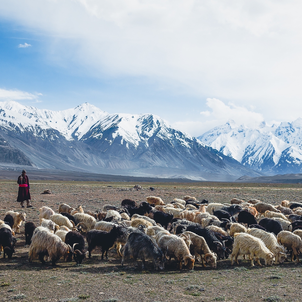 pahadi_bakra_fcustom_tours_ski_touring_india_alpinism_backpacking4