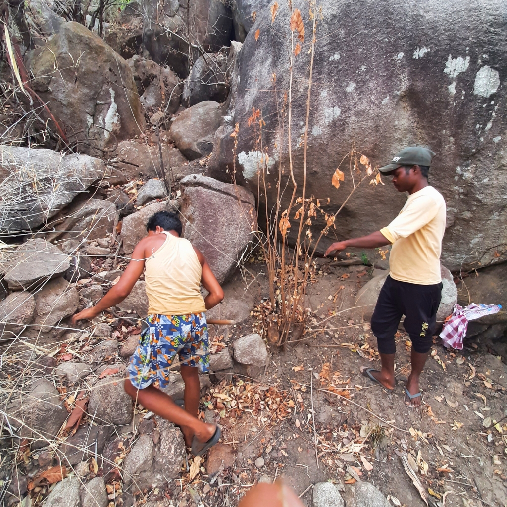 pahadi_bakra_field_work_government_collaboration_tribal (8)