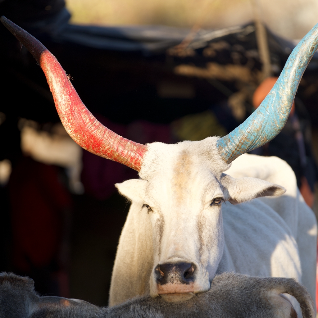 pahadi_bakra_project_shergaon_mount_abu15