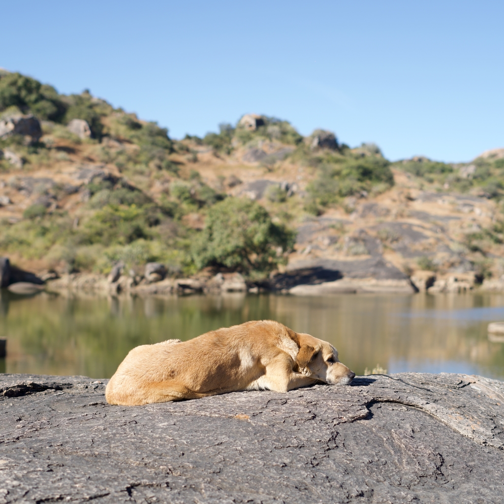 pahadi_bakra_project_shergaon_mount_abu16