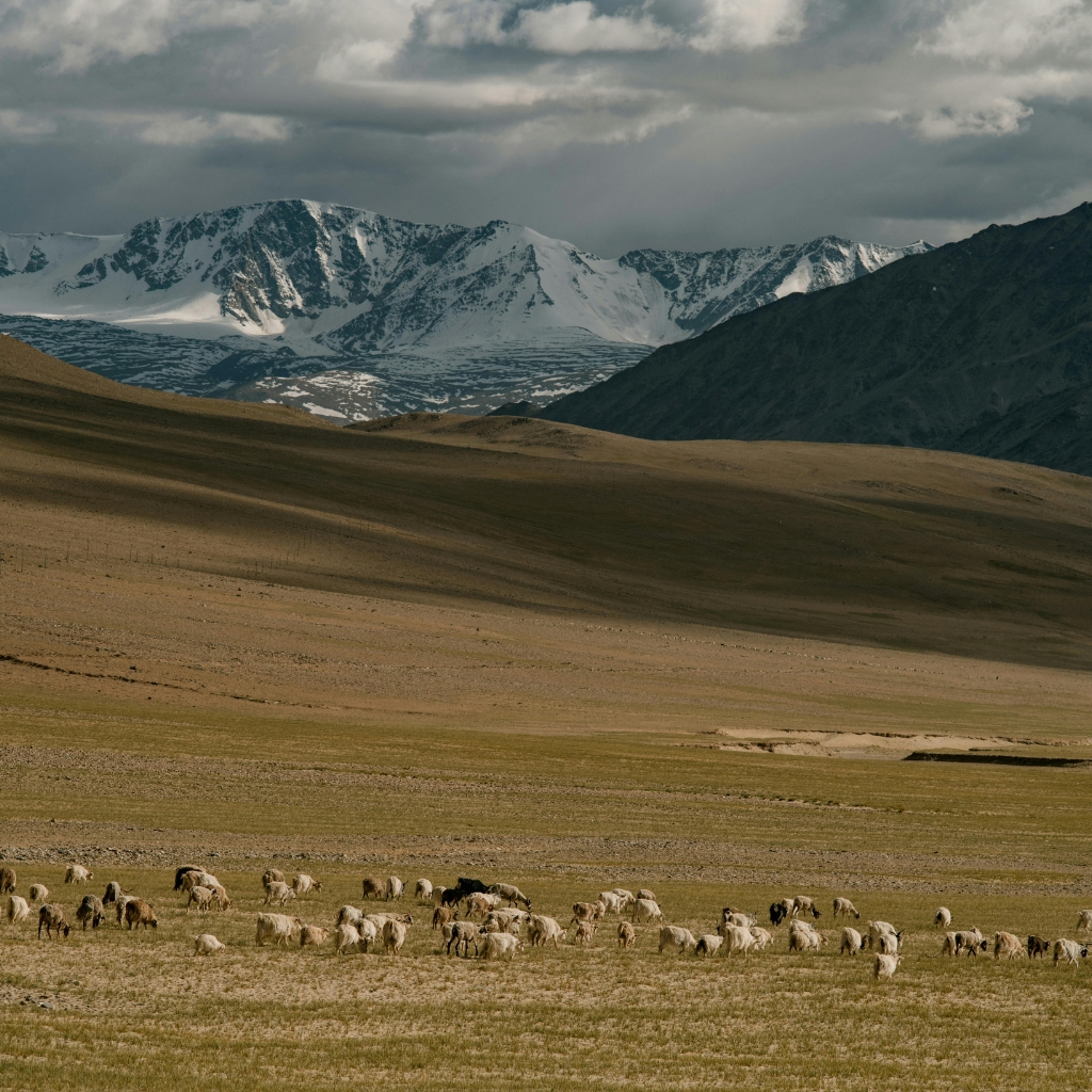 pahadi_bakra_project_zhanskar_reru_valley8